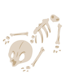 Skeleton Of Dead Animal