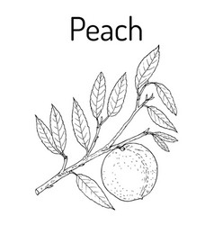 Peach Branch Prunus Persica Edible Juicy Fruit