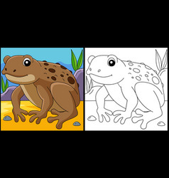 Cane Toad Frog Animal Coloring Page