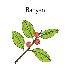 Indian Banyan Ficus Benghalensis Medicinal Plant