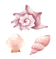 Collection Of Seashells Watercolor