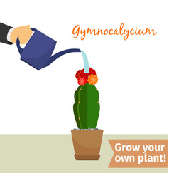 Hand Watering Gymnocalycium Plant