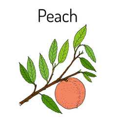 Peach Branch Prunus Persica Edible Juicy Fruit