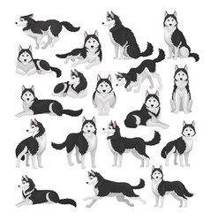 Siberian Husky Dog Set Active Pet Animal Running