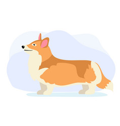 Dog Welsh Corgi Side View Looking Sideways Full