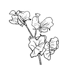 Sweet Pea Flower Sketches