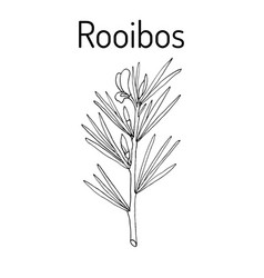 Rooibos Aspalathus Linearis Or Bush Tea Plant