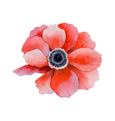 Red Anemone Flower Watercolor Floral