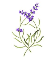 Lavender Purple Lavendar Stems And Blooms Rustic