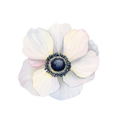 White Anemone Flower Watercolor Poppy