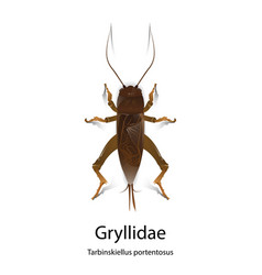 Gryllidae On White Background