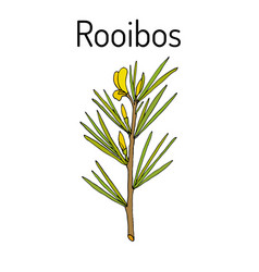 Rooibos Aspalathus Linearis Or Bush Tea Plant