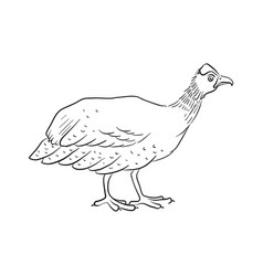 Drawing Domestic Turkey