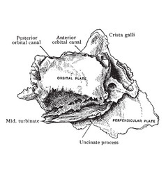 Outer Aspect Of Ethmoid Bone Vintage