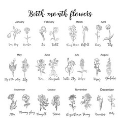 Birth Month Flowers Chart Line Art Drawings