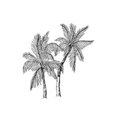 Handdrawn Palm Tree Palm Tree