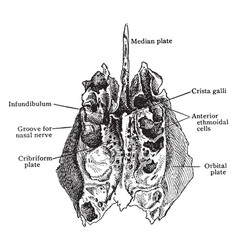 Ethmoid Bone From Above Vintage