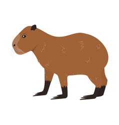 Cartoon Capybara Animal Isolated On White