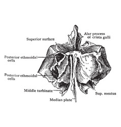 Ethmoid Bone From Behind Vintage