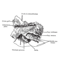 Inner Aspect Of The Ethmoid Bone Vintage