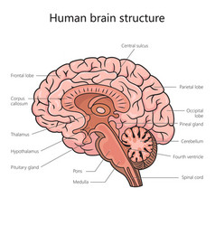 Human Brain Structure Diagram Medical Science