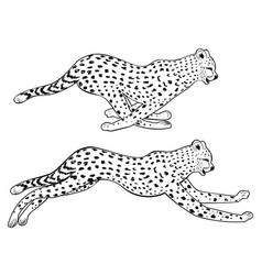 Running cheetah black and white Royalty Free Vector Image