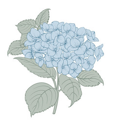 Blooming Flower Hydrangea On White Background