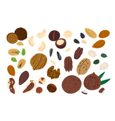 Cartoon Nuts Funny Superfood Different Types