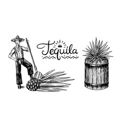 Harvesting Agave Farmer With Fruit And A Wooden