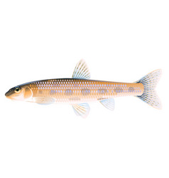 Gudgeon Fish Isolated