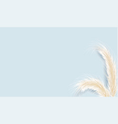 Dried Natural Pampas Grass On Blue Background