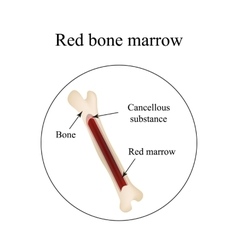 Structure Of The Bone Marrow Infographics