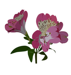 Pink Alstroemeria Tropical Flower South American