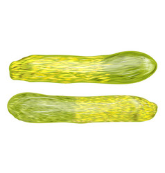 Zucchini Two Tone