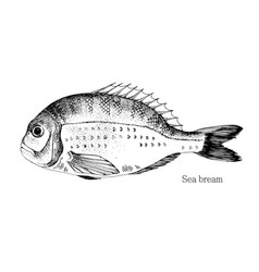 Sea Bream Fish Hand Drawn Realistic