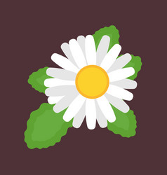 Chamomile Top View Icon Flower Nature Daisy