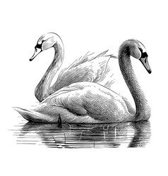 Pair Of Swans In The Lake Hand Drawn Sketch In