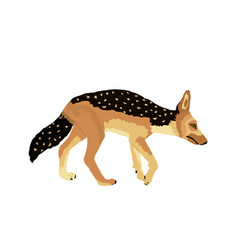 Black Backed Jackal Isolated