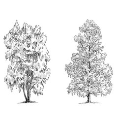 Birch Tree Sketches Summerfoliage Deciduous