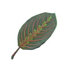 Leaves Collection Maranta