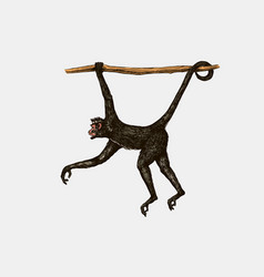 Spider Monkey Or Southern Muriqui Hanging