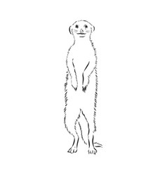 Meerkat Icon Animal Sign Animal Sketch