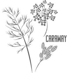 Caraway Seeds And Flowers