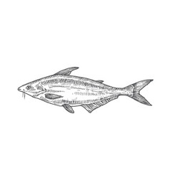 Pangasius Or Basa Hand Drawn