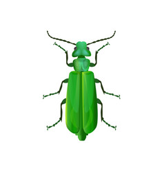 Spanish Fly Beetle