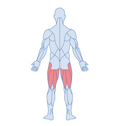 Male Muscle Anatomy Concept