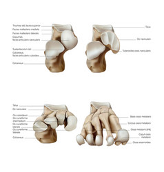 Anatomy And Structure Of The Bones Of The Foot