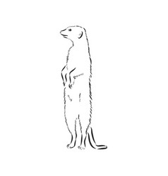 Meerkat Icon Animal Sign Animal Sketch