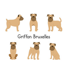 Set Of Cute Griffon Brussels Dog Breed