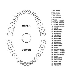 Adult Human Jaws Anatomy With Descriptions